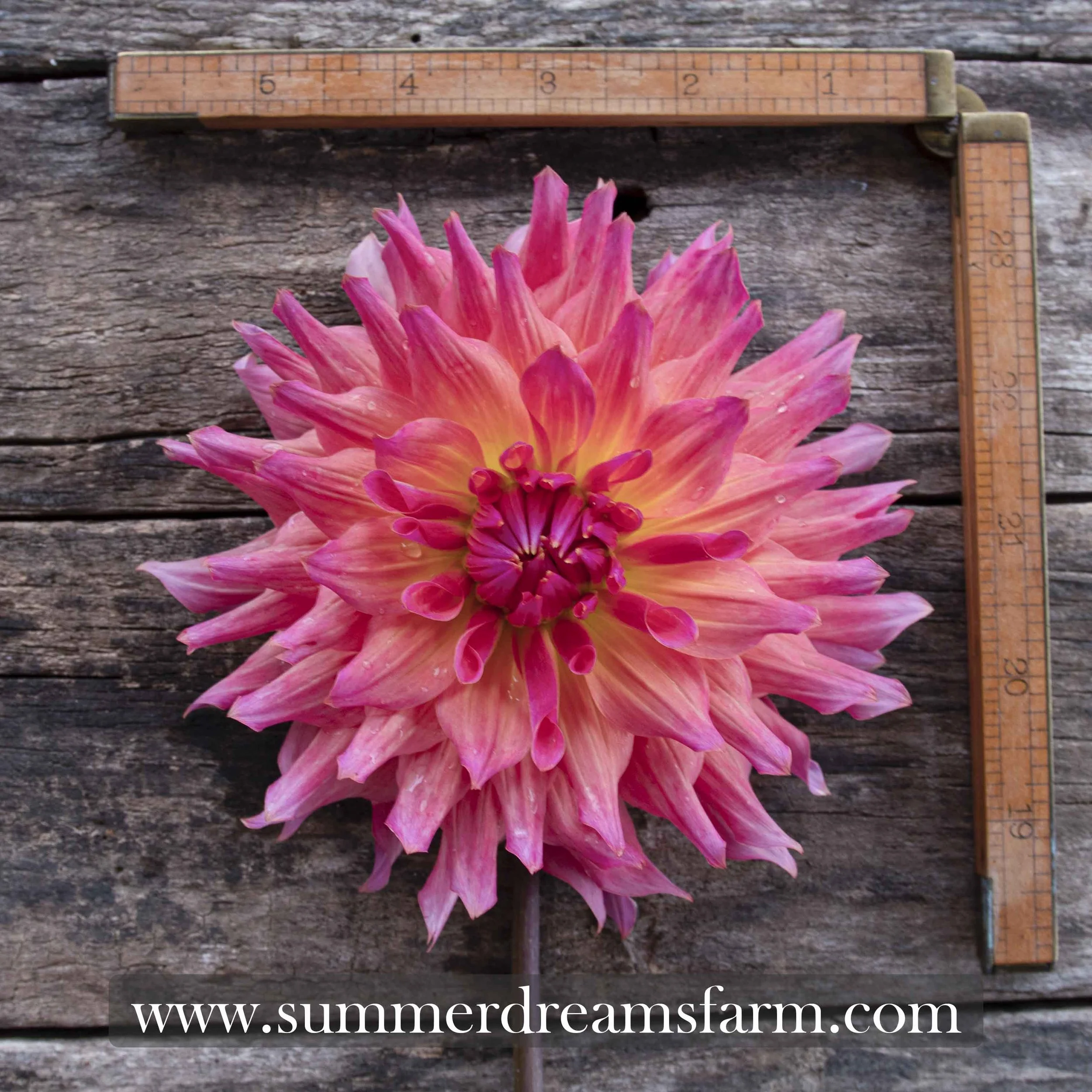 Dahlias by Color - Coral — Dahlia | SummerDreamsFarm